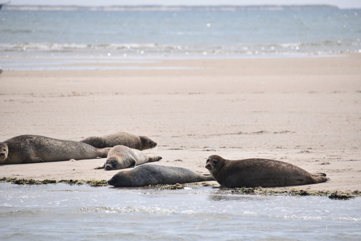 Zeehonden Waddenzee DSC_0972